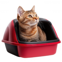 A curious cat sits gracefully inside a colorful litter box, showcasing its playful nature. png