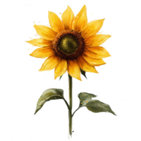 A vibrant sunflower standing tall, symbolizing warmth and positivity in nature. png