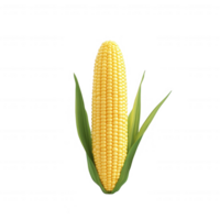 Fresh, ripe corn on the cob with vibrant yellow kernels and green husks. png