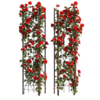 Vibrant red roses climbing on a decorative trellis, adding beauty to any garden space. png