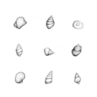 A collection of elegant seashells showcasing diverse shapes and textures. png