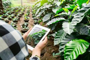 Digital technology in agriculture, person using tablet for monitoring plant growth in greenhouse photo