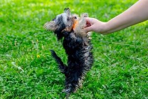 Playful yorkshire terrier puppy standing on hind legs in green grass photo