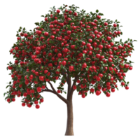 Apple Tree Branch with Red Apples On Transparent Background png