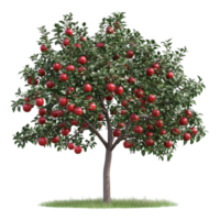 Apple Tree with Red Apples On Transparent Background png