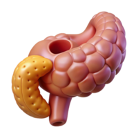 3D Render of Pancreas and Digestive System png