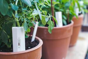 Smart gardening with sensor technology in potted plants photo