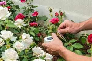 Gardener using soil sensor device in rose garden for optimal plant care photo