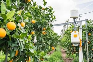 Smart agriculture in citrus orchard with advanced technology for efficient farming and fruit growth photo