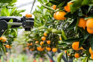 Robotic arm harvesting oranges in lush orchard for efficient sustainable agriculture photo