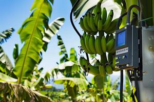 Advanced banana farming with smart technology for agricultural efficiency photo