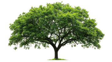 Green spring tree leaves and branches isolate on transparent background png