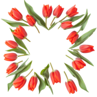 Empty Tulips flower frame top view isolate on transparent background png