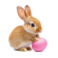 Baby bunny easter isolate on transparent background png