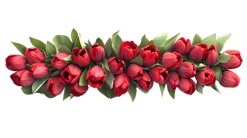 Row of man Tulips frame top view isolate on transparent background png