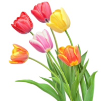 Tulips flower corner style isolate on transparent background png
