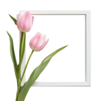 A white empty wooden frame with a delicate pink tulip isolate on transparent background png