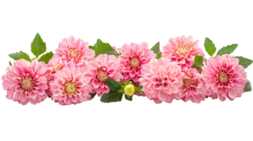 Spring flowers of Dahlias flowers frame isolate on transparent background png