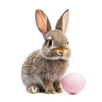 Easter rabbit isolate on transparent background png