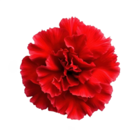 Carnation red flower isolate on transparent background png