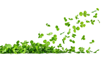 Leaf Clover falling isolate on transparent background png