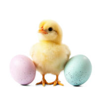Easter eggs with little chicken isolate on transparent background png