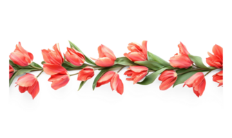 Row of tulips flowers border isolate on transparent background png