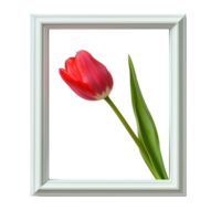 A red tulip on white empty wooden frame isolate on transparent background png