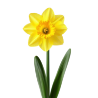 Yellow Daffodil flower front view isolate on transparent background png