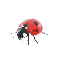 Red ladybug 3D isolate on transparent background png
