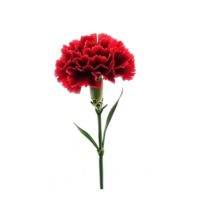 red carnation flower on transparent background png