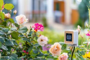 Smart garden sensor among blooming roses in a vibrant backyard setting photo