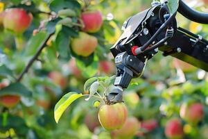 Advanced robotic arm picking ripe apples in orchard for sustainable agriculture solutions photo