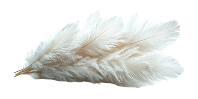 White feather cluster isolated on transparent background png