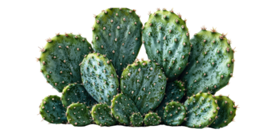 Cactus cluster with green pads and spines isolated on transparent background png