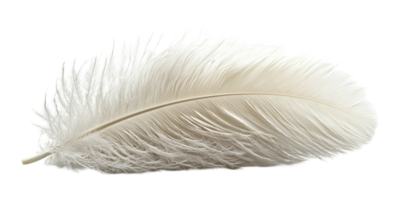 White feather isolated on transparent background png