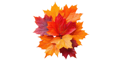 Autumn leaves in various colors isolated on transparent background png