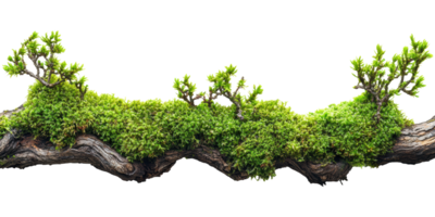 Branch with green moss and small leaves isolated on transparent background png