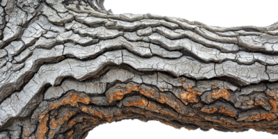 Close-up of weathered tree bark isolated on transparent background png