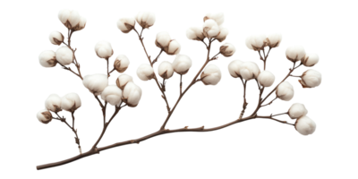 Cotton plant branch with white fluffy bolls isolated on transparent background png