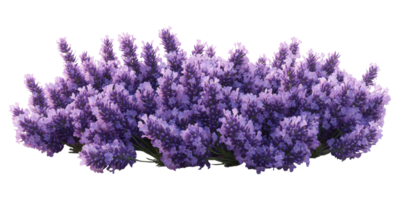 Cluster of purple lavender flowers isolated on transparent background png