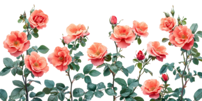 Rows of orange roses with green leaves isolated on transparent background png