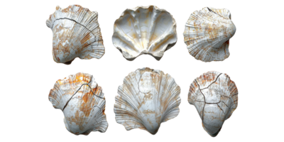 Seashell collection with six varied shells isolated on transparent background png