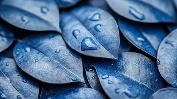 A close up of blue leaves with water drops photo