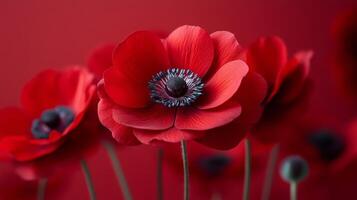 Close-up of Red Anemone Flowers Against a Red Background photo