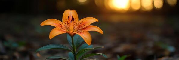 Orange lily at sunset photo