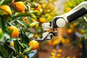 Innovative orange harvesting with robotic arm in sunny orchard photo