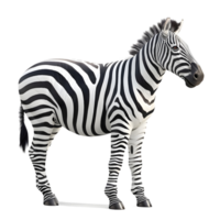 Zebra Facing Left with Distinctive Stripes Isolated on Transparent Background png