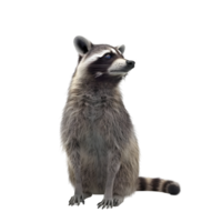 Sitting Raccoon Isolated on Transparent Background png