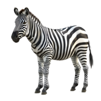 Zebra Facing Left with Bold Stripes Isolated on Transparent Background png